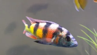 Zebra obliquiden  cichlid pair