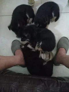 German Shepherd puppies