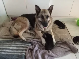 German Shepherd puppies