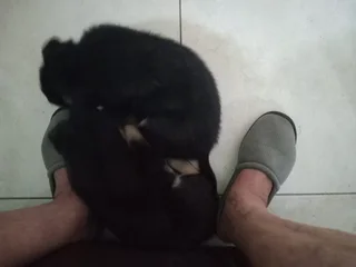 German Shepherd puppies