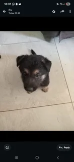 German Shepherd puppies