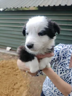 Border collie pups
