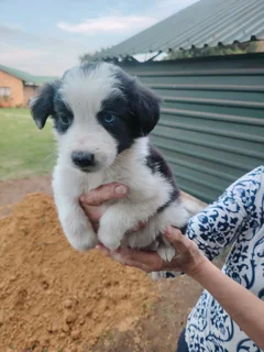 Border collie pups