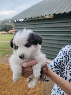 Border collie pups