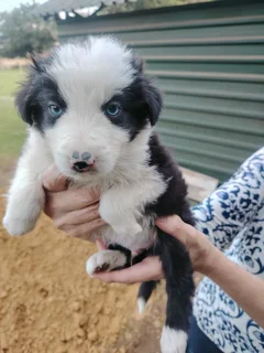 Border collie pups