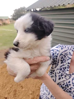 Border collie pups