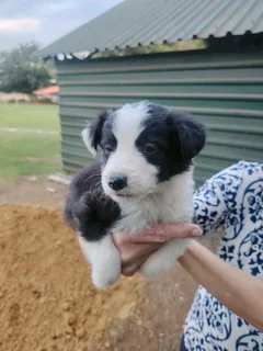 Border collie pups