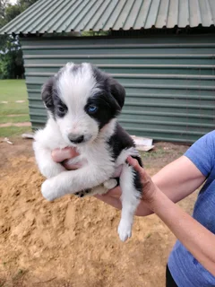 Border collie pups