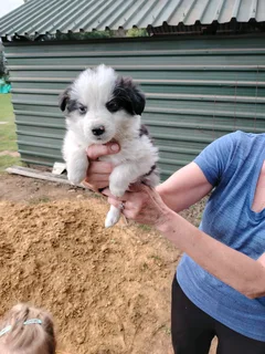 Border collie pups