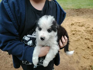 Border collie pups
