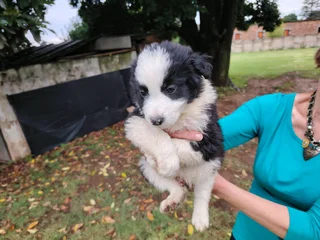 Border collie pups