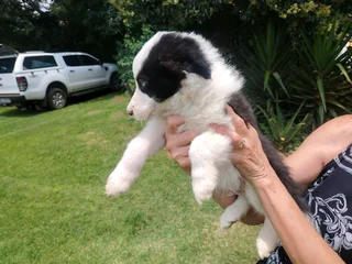 Border collie pups