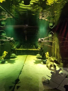 Fish tank for sale - R14 000 neg.