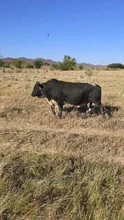 Nguni BULL