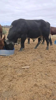 Nguni BULL