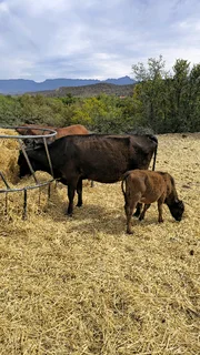 Cow With Calf And A Heifer.