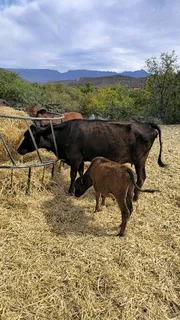 COW WITH CALF AND A HEIFER.