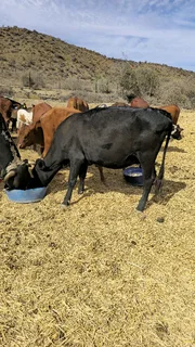 COW WITH CALF AND A HEIFER.