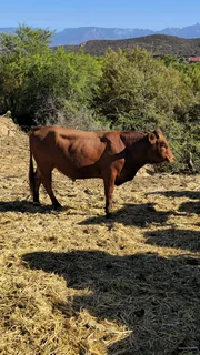 Young bulls for sale.