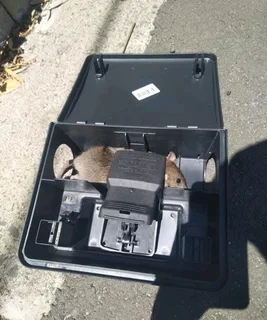 Pest Control Fumigation & Handyman Services