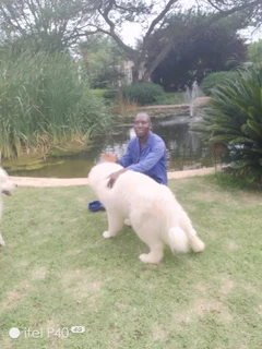 VAST EXPERIENCED GARDENER URGENTRY NEED AJOB.