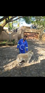 EXPERIENCED GARDENER URGENTLY NEED AJOB