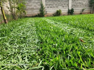 Kikuyu Grass
