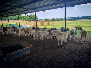 Meat Master &amp; Dorper Lambs - Ad posted by Cindy Gregory