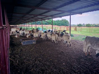 Meat Master &amp; Dorper Lambs - Ad posted by Cindy Gregory