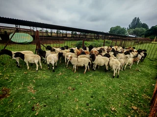 Meat Master &amp; Dorper Lambs - Ad posted by Cindy Gregory