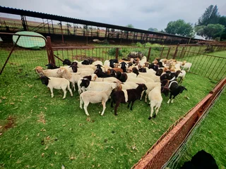 Meat Master &amp; Dorper Lambs - Ad posted by Cindy Gregory