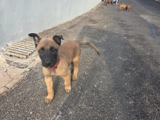 Belgian Malinois (Police Dogs)