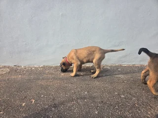 Belgian Malinois (Police Dogs)