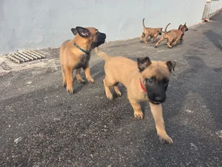 Belgian Malinois (Police Dogs)