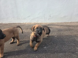 Belgian Malinois (Police Dogs)