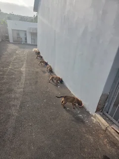 Belgian Malinois (Police Dogs)