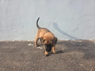 Belgian Malinois (Police Dogs)
