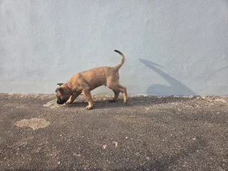Belgian Malinois (Police Dogs)