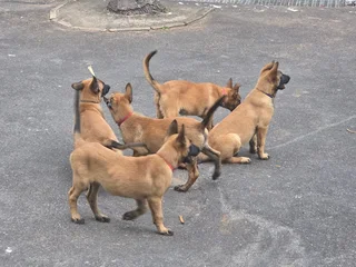 Belgian Malinois (Police Dogs)
