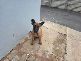 Belgian Malinois (Police Dogs)