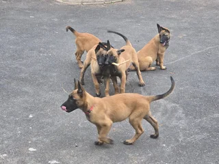 Belgian Malinois (Police Dogs)