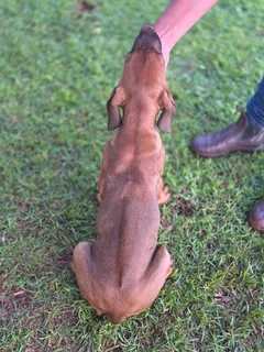 Rhodesian Ridgeback
