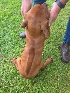 Rhodesian Ridgeback
