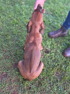 Rhodesian Ridgeback