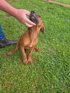 Rhodesian Ridgeback