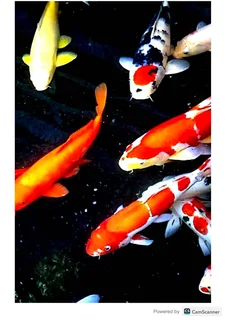 Koi fish