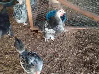 Brahma chicks for sale