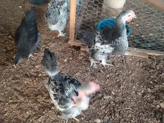 Brahma chicks for sale