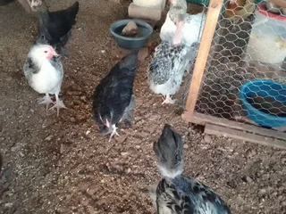 Brahma chicks for sale