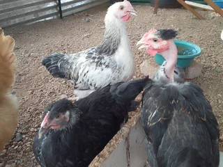 Brahma chicks for sale